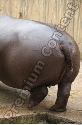 Tail Hippopotamus